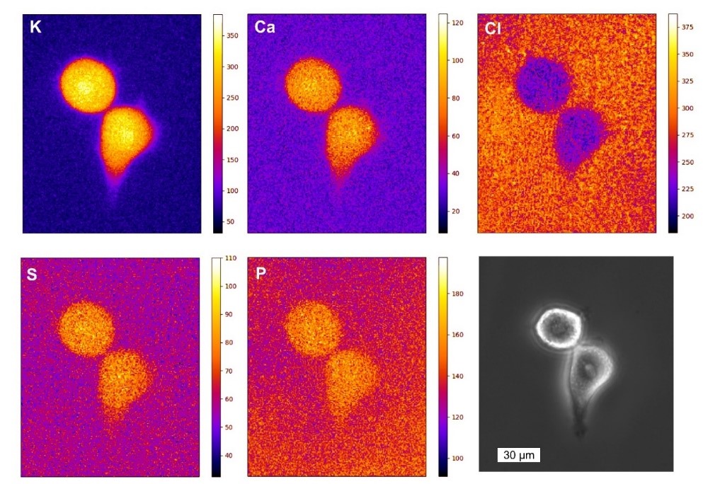 X Ray Imaging Biointerfaces