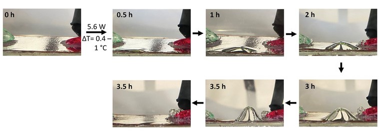 Images of plastron growth over 3.5 hours