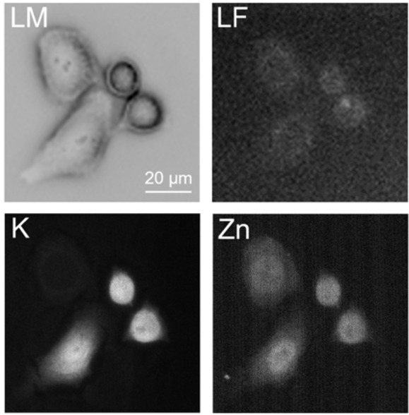 Element distribution in HeLa Cells